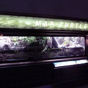 Turtle Exhibit