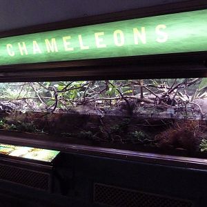 Chameleon Exhibit