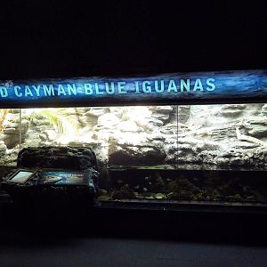Grand Cayman Blue Iguana Exhibit