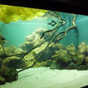 Fly River Turtle Exhibit