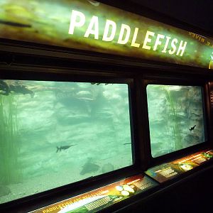 Paddlefish Exhibit