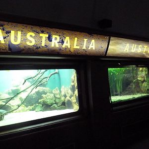 Australian Exhibits