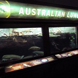Australian Lungfish Exhibit