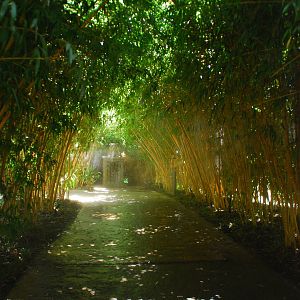 SDWAP - Tiger Trail - Bamboo Forest entry