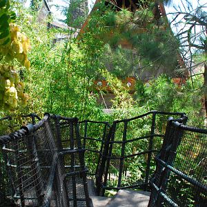 SDWAP - Tiger Trail - Log Walk