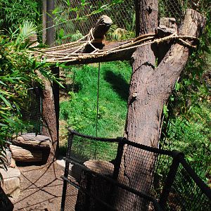 SDWAP - Tiger Trail - Log Walk