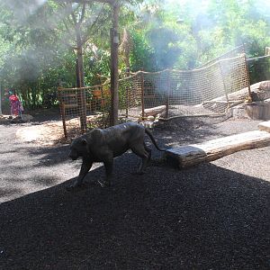 SDWAP -  Tiger Trail - Logging Camp Playground