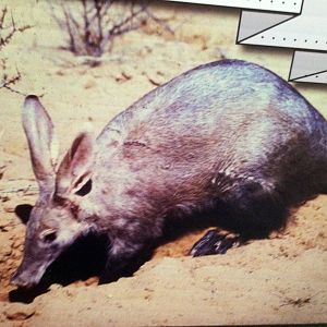 Aardvark Photograph
