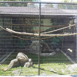 Silvery Cheeked Hornbill Aviary