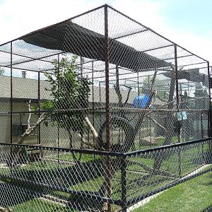 Red Fox + Rock Hyrax Exhibits