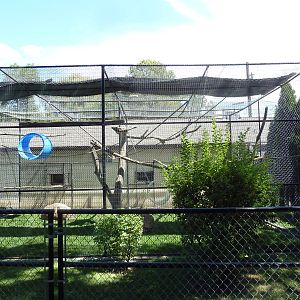 Brown Capuchin Exhibit