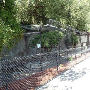 Common Raven + Golden Eagle Exhibits