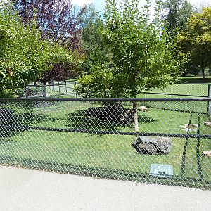 African Spurred Tortoise Exhibit