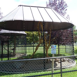 North American Porcupine Exhibit
