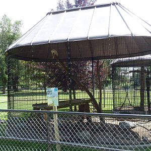 Raccoon Exhibit