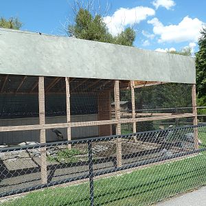 Grey Crowned Crane Exhibit