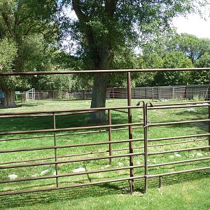 Rocky Mountain Elk Exhibit