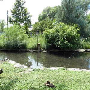 Waterfowl Pond