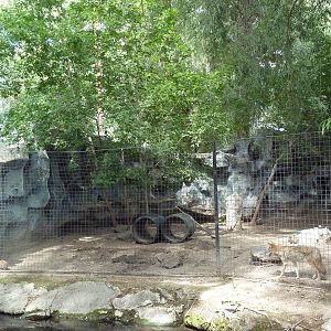 Coyote Exhibit
