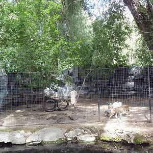 Coyote Exhibit