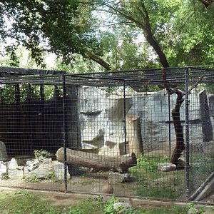 Canadian Lynx Exhibit