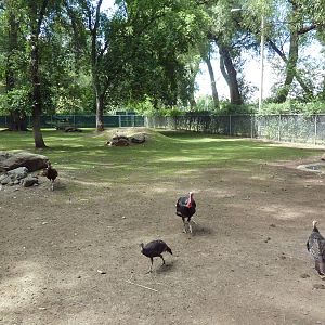 Reindeer/Wild Turkey Exhibit