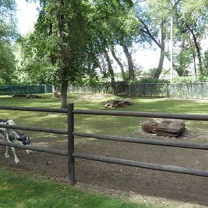 Reindeer/Wild Turkey Exhibit