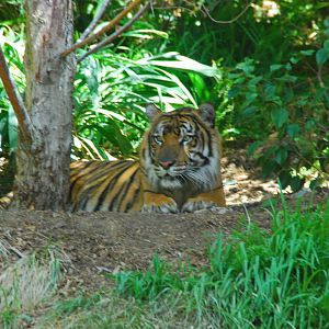 SDWAP - Tiger Trail - Sumatran Tiger