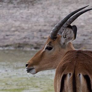 Impala : Whipsnade : 16 Aug 2014