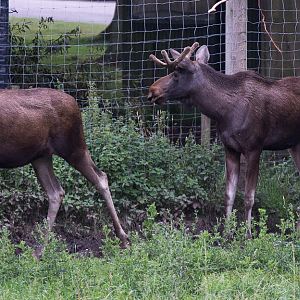 European elk / moose : Whipsnade : 16 Aug 2014