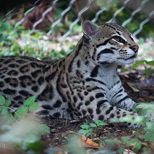 Ocelot : Marwell : 08 Aug 2014