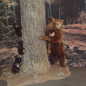 Visitor Center Diorama