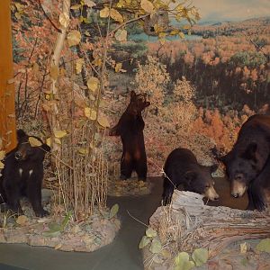 Visitor Center Diorama