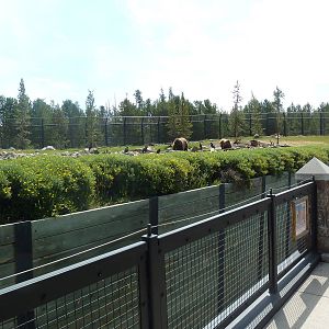 Grizzly Bear Exhibit