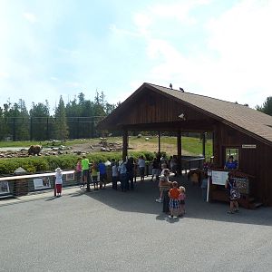 Grizzly Bear Exhibit