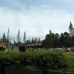 Grizzly Bear Exhibit