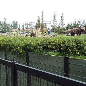 Grizzly Bear Exhibit