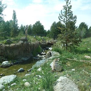 Grey Wolf Exhibit #2