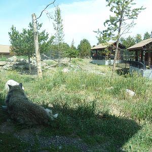 Grey Wolf Exhibit #1