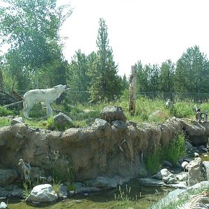 Grey Wolf Exhibit #2
