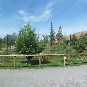 Grey Wolf Exhibit #2