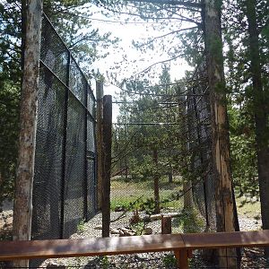 Peregrine Falcon Exhibit