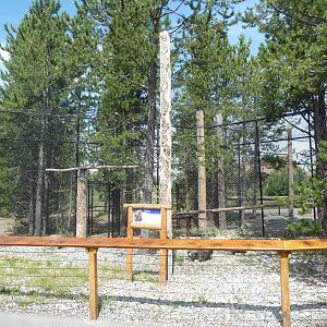 Great Horned Owl Exhibit