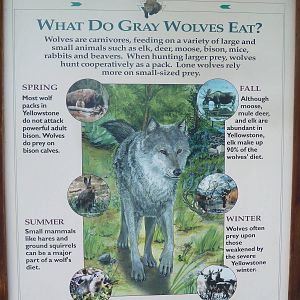 Grey Wolf Sign