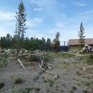 Grey Wolf Exhibit #1