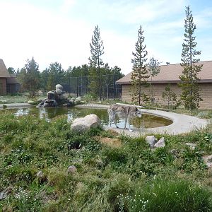 Grey Wolf Exhibit #1