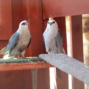 Mississippi Kites