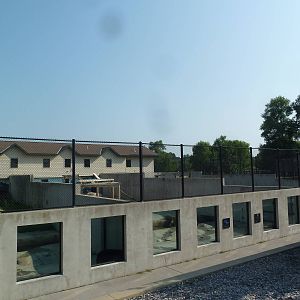 American Black Bear Exhibits (3 of them)