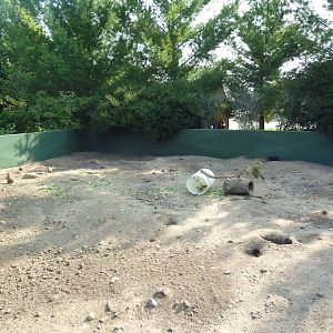 Black-Tailed Prairie Dog Exhibit