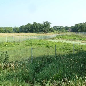 Rocky Mountain Elk Exhibit